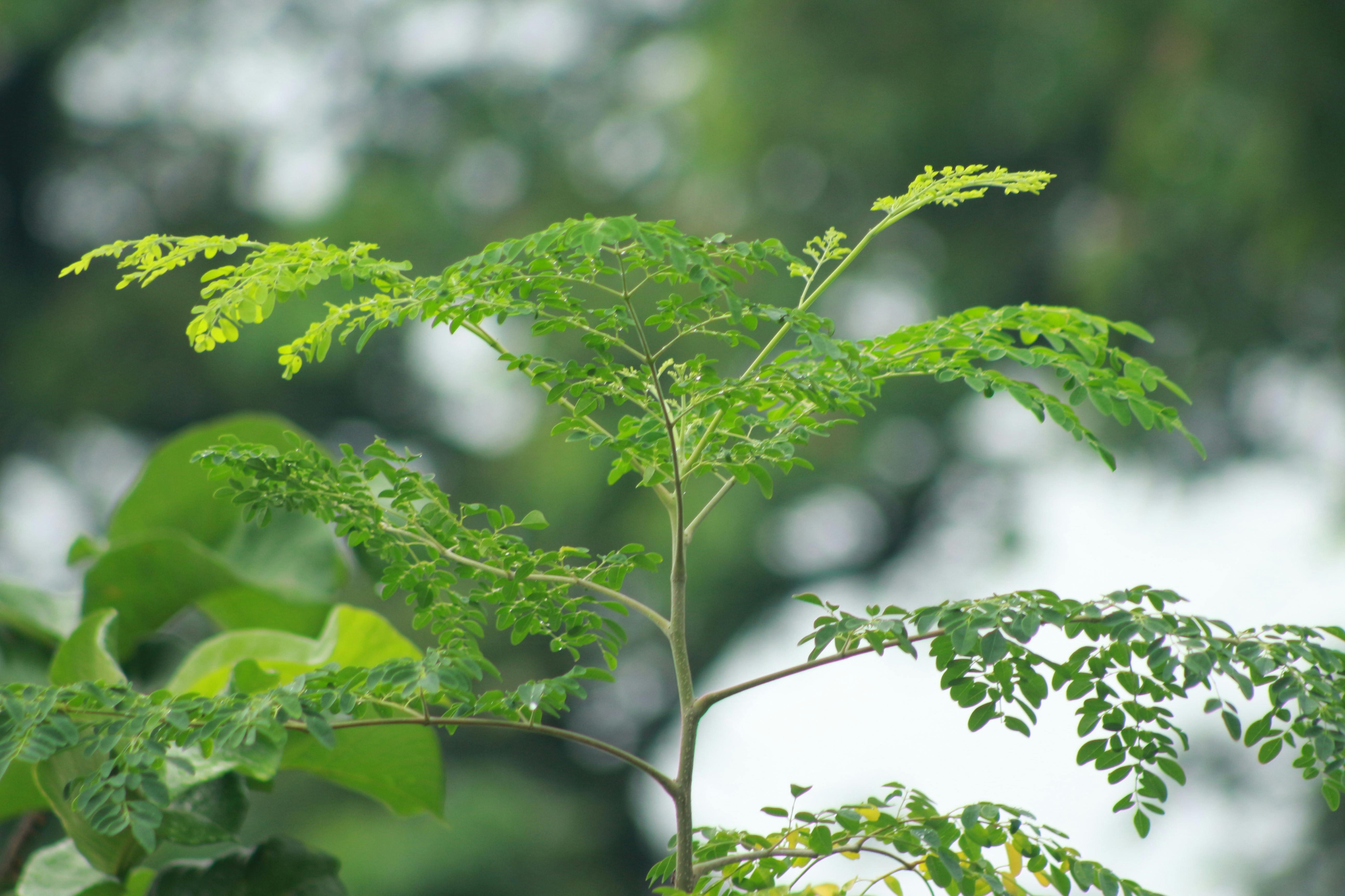 Moringa crop — Perjuma AgTech